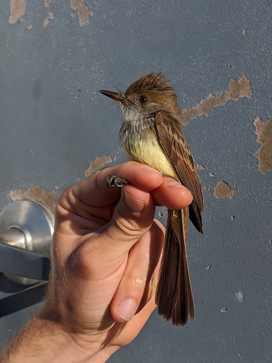 Dusky-capped Flycatcher - ML282641231