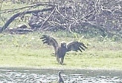 eagle sp. - Renuka Vijayaraghavan