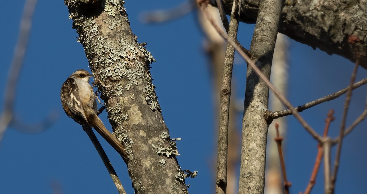 Brown Creeper - Kalpesh Krishna