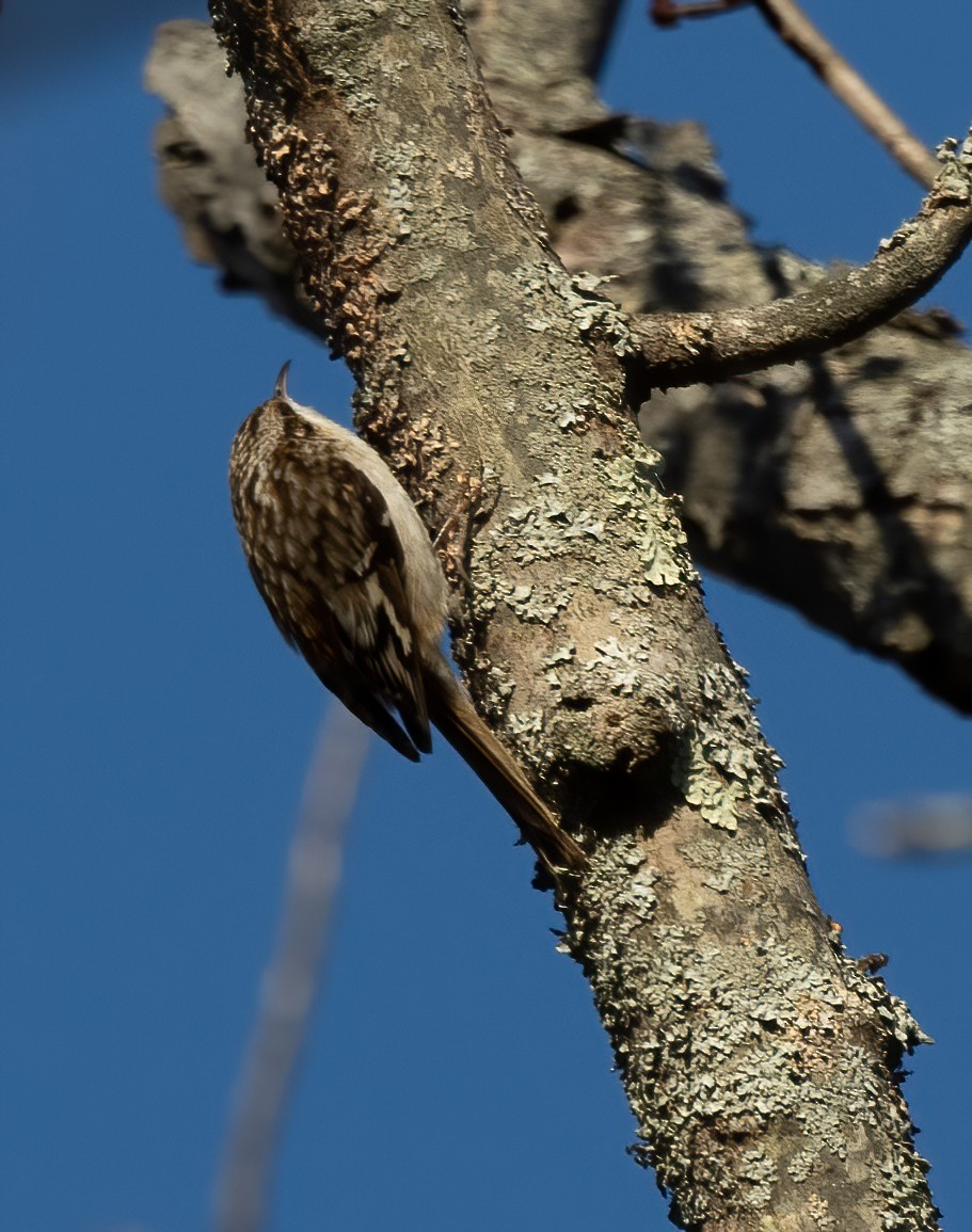 Brown Creeper - Kalpesh Krishna