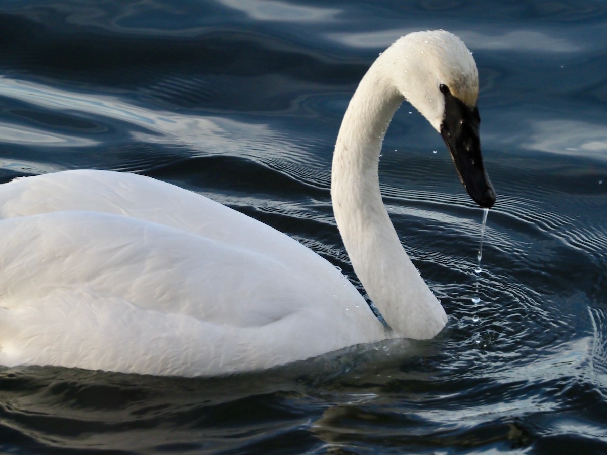 Trumpeter Swan - John Anderson