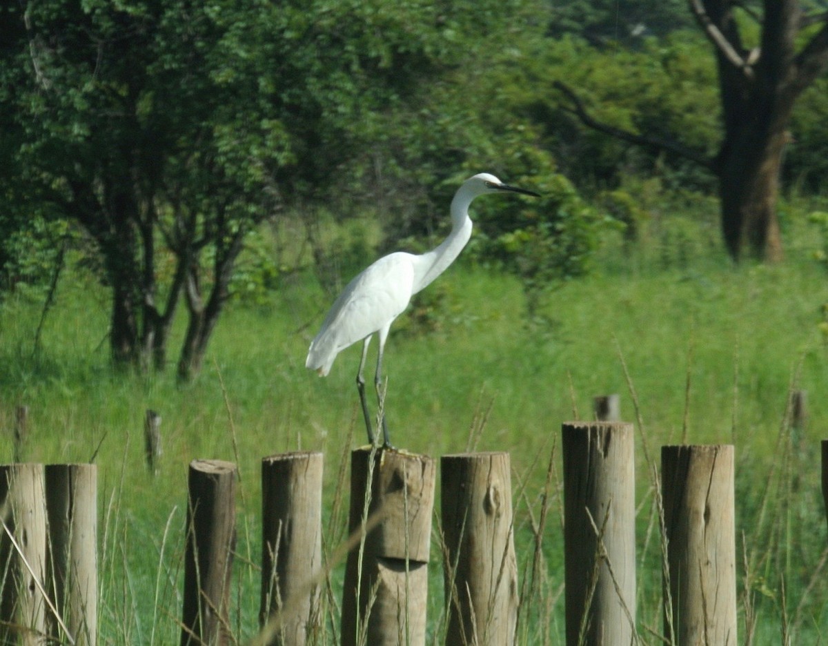 Little Egret - ML282655161