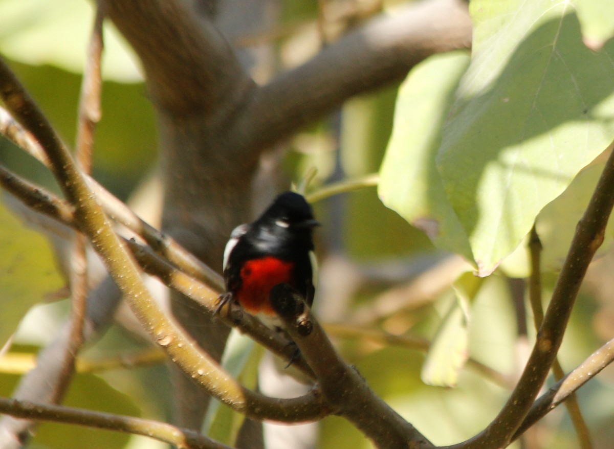 Painted Redstart - ML282655461