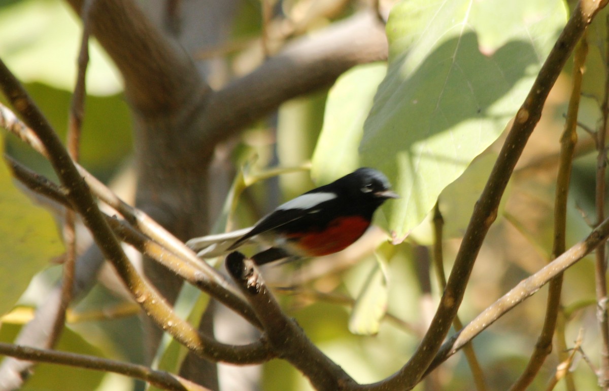 Painted Redstart - ML282655471