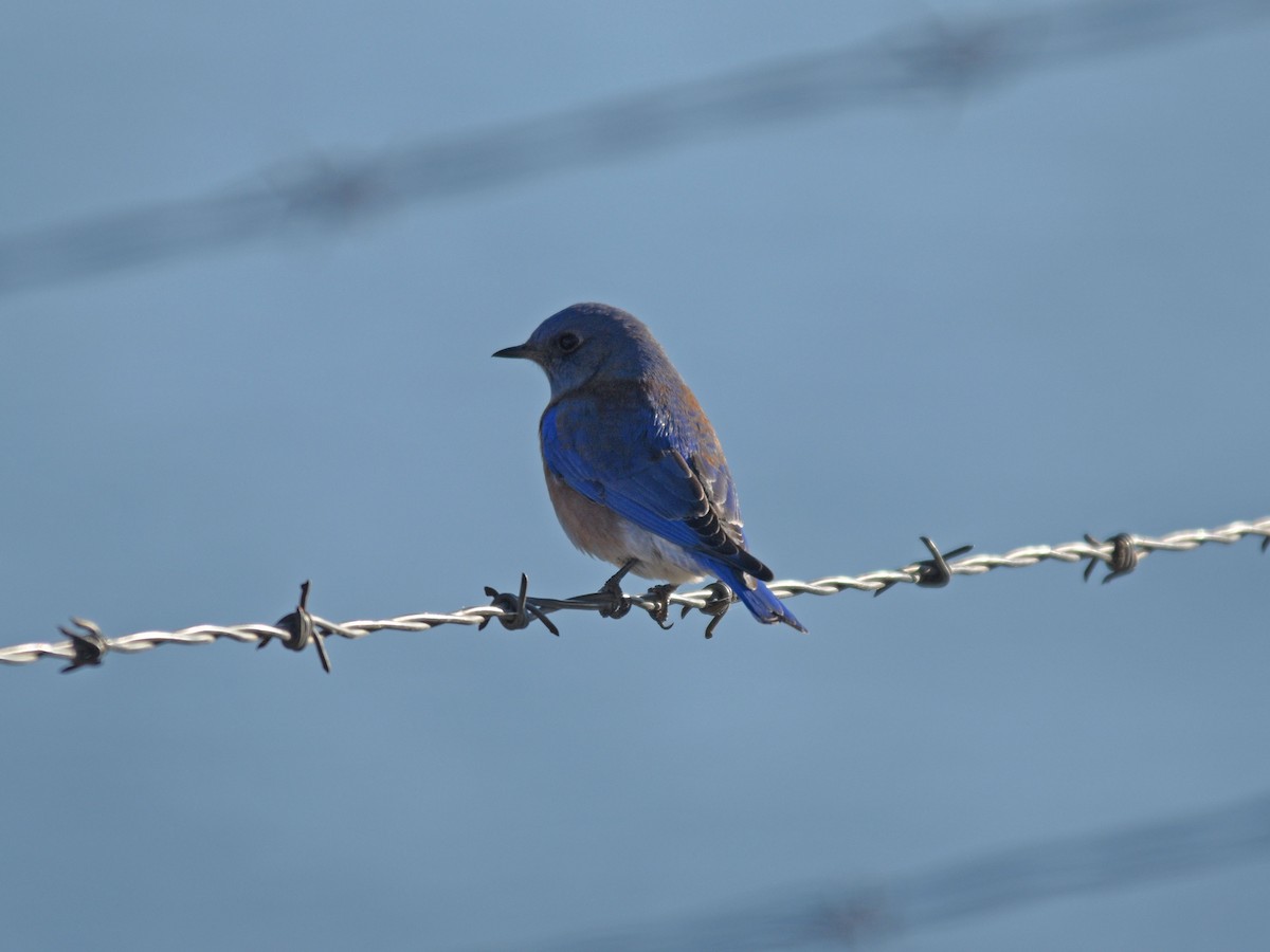 Western Bluebird - ML282656381