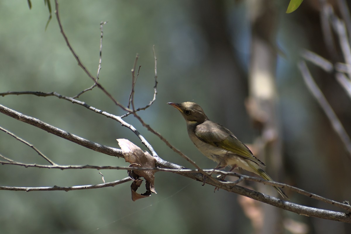 medosavka šedohnědá - ML282656871