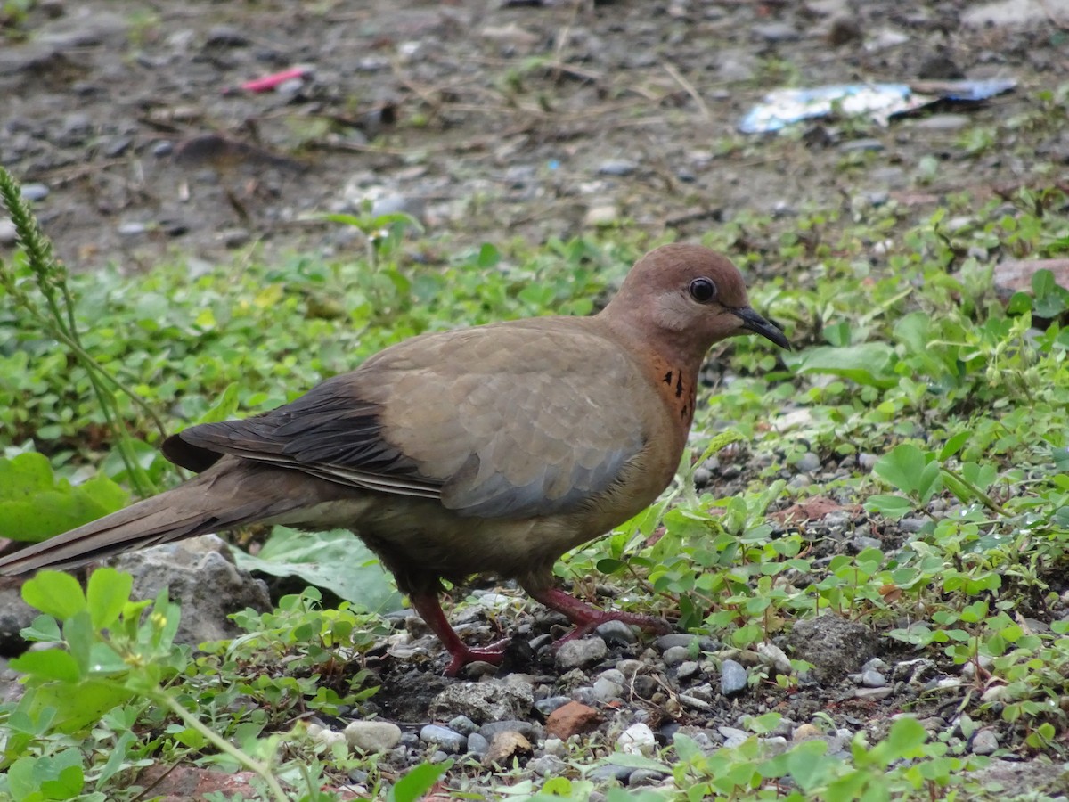 Tórtola Senegalesa - ML282657741