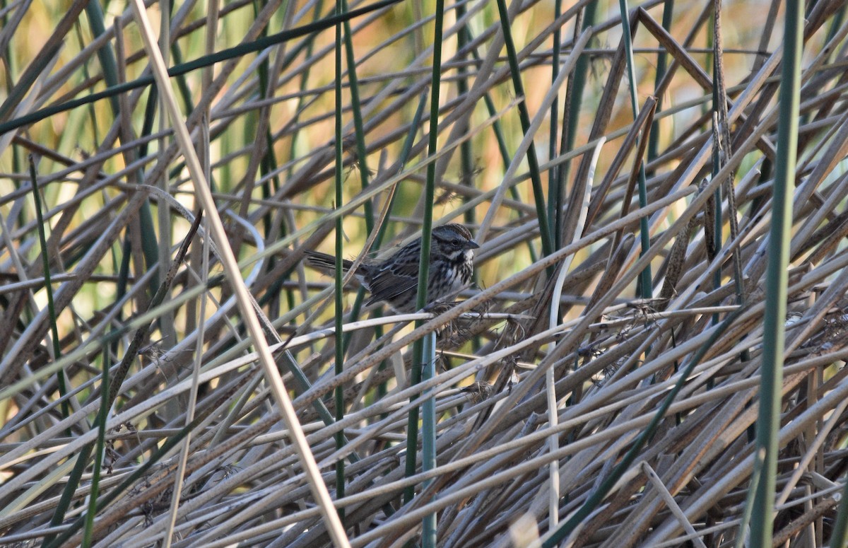 Song Sparrow - ML282657761