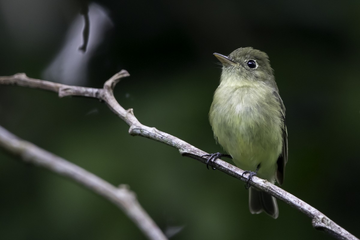 Yellow-bellied Flycatcher - Jorge Eduardo Ruano