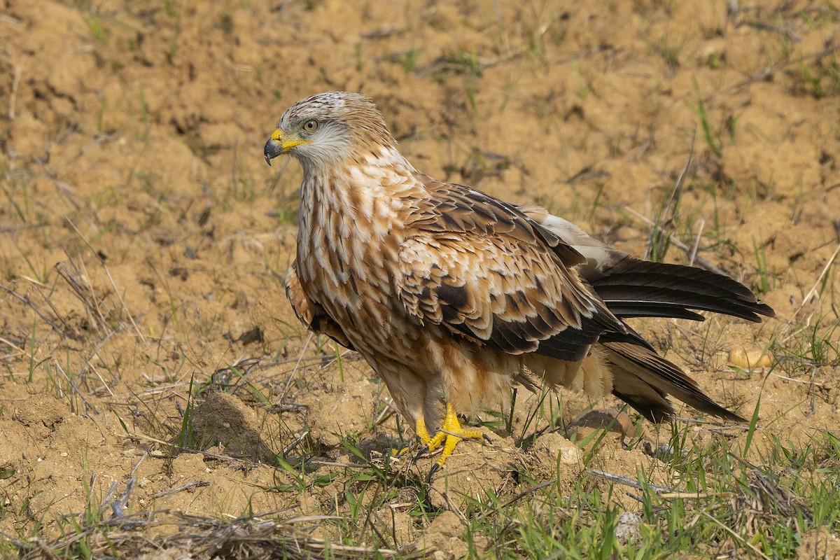 Red Kite - ML282658161