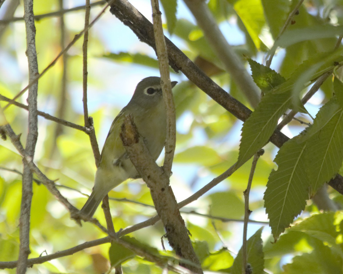 Cassin's Vireo - ML282658241