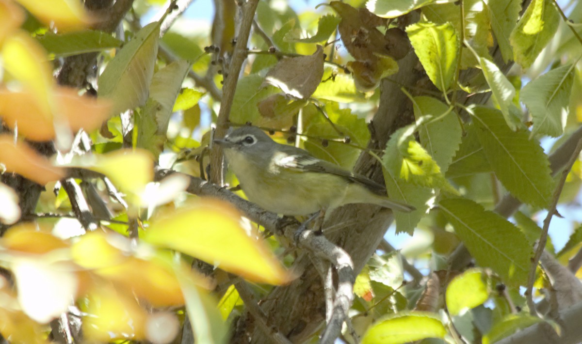 Cassin's Vireo - ML282658251