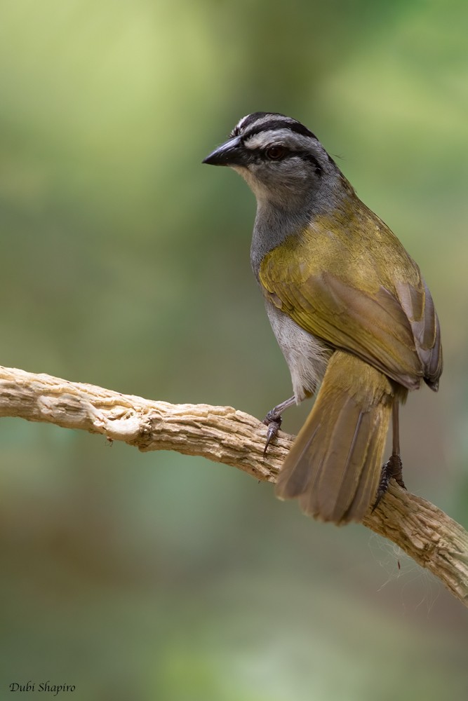 Black-striped Sparrow - Dubi Shapiro