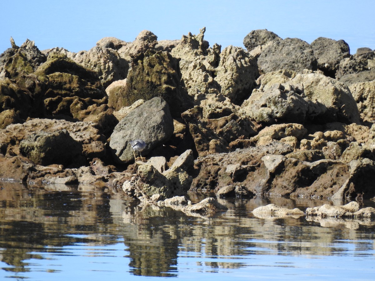 Wandering Tattler - ML282660661