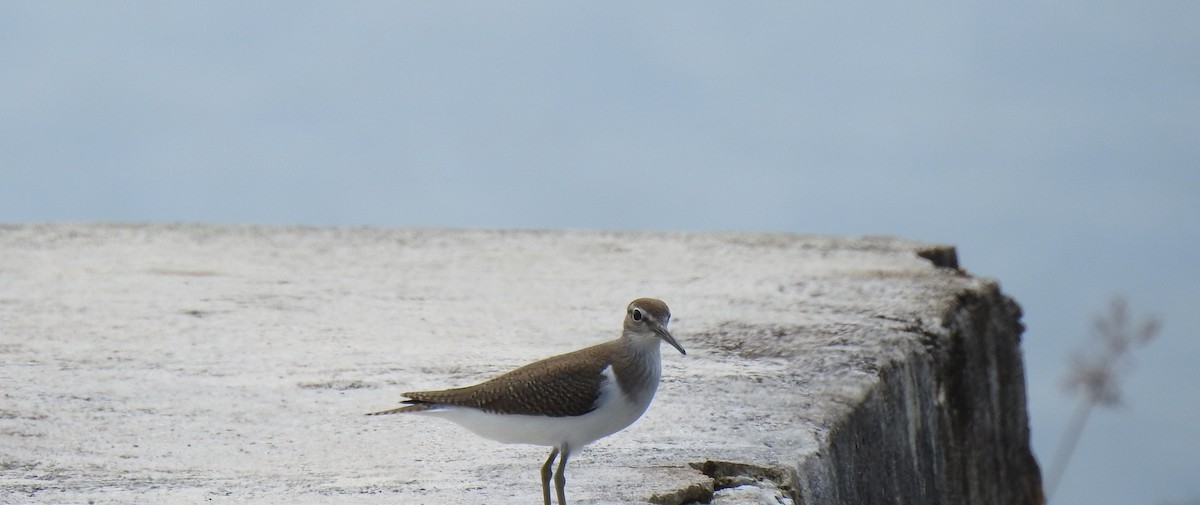 Common Sandpiper - ML282662211