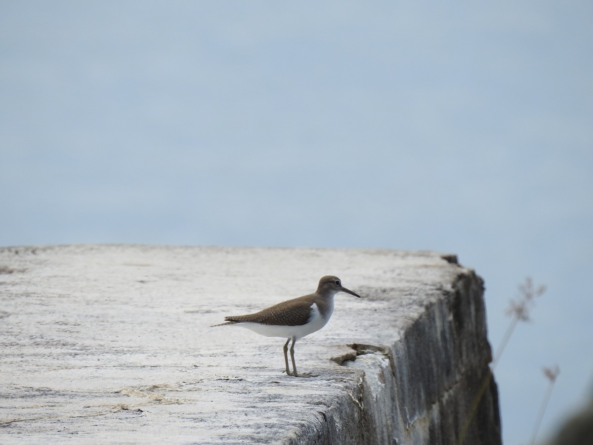 Common Sandpiper - ML282662261