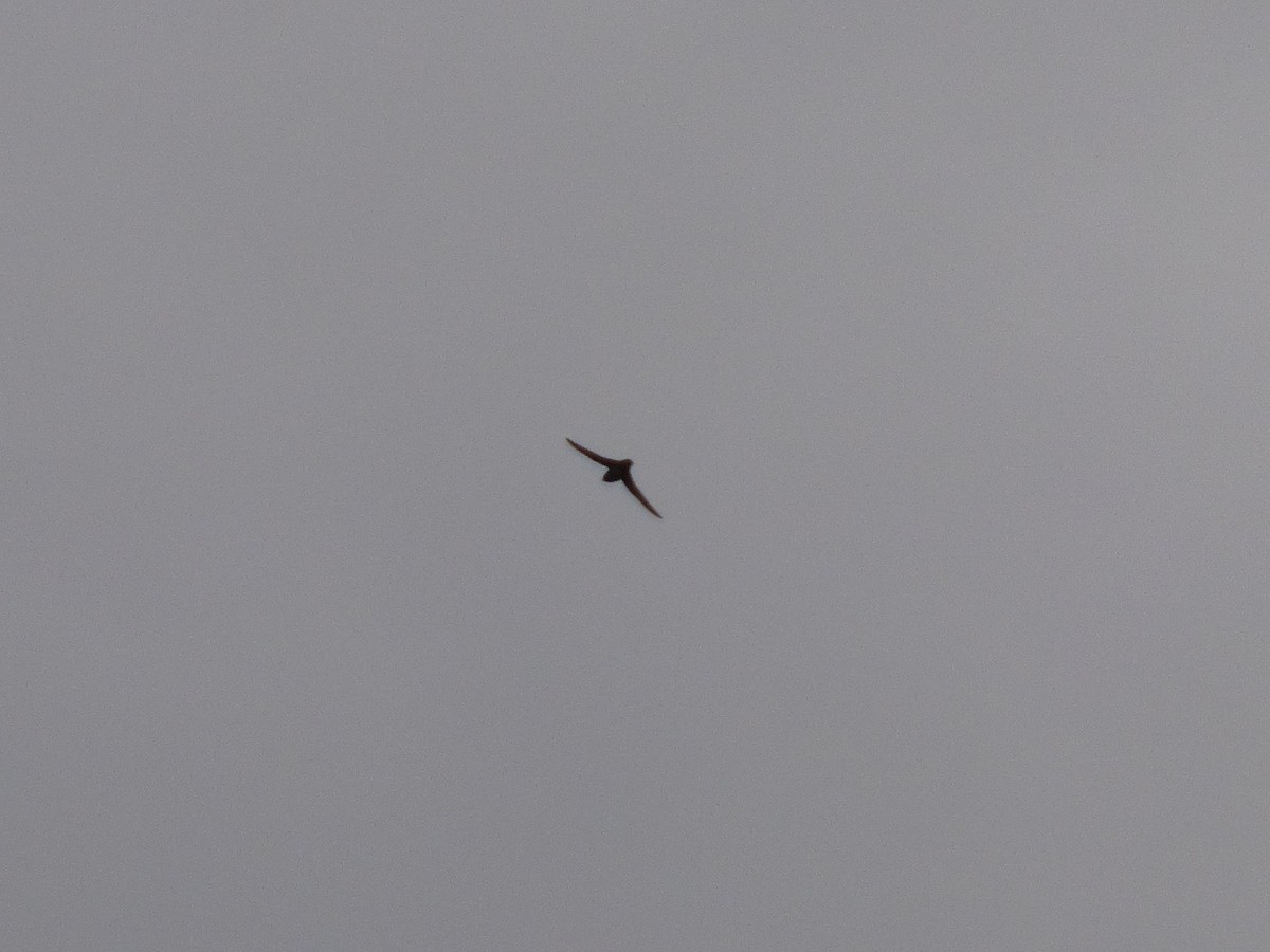 Black Swift - ML28266371