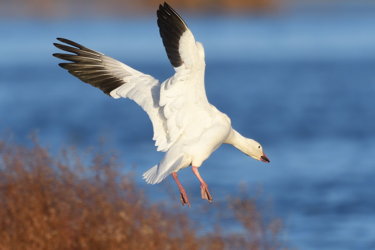 Snow Goose - Song Yu
