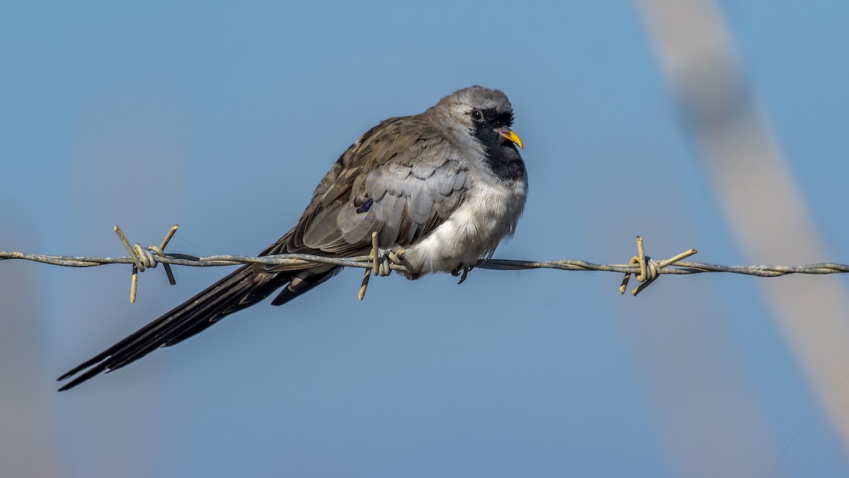 Namaqua Dove - ML282665331