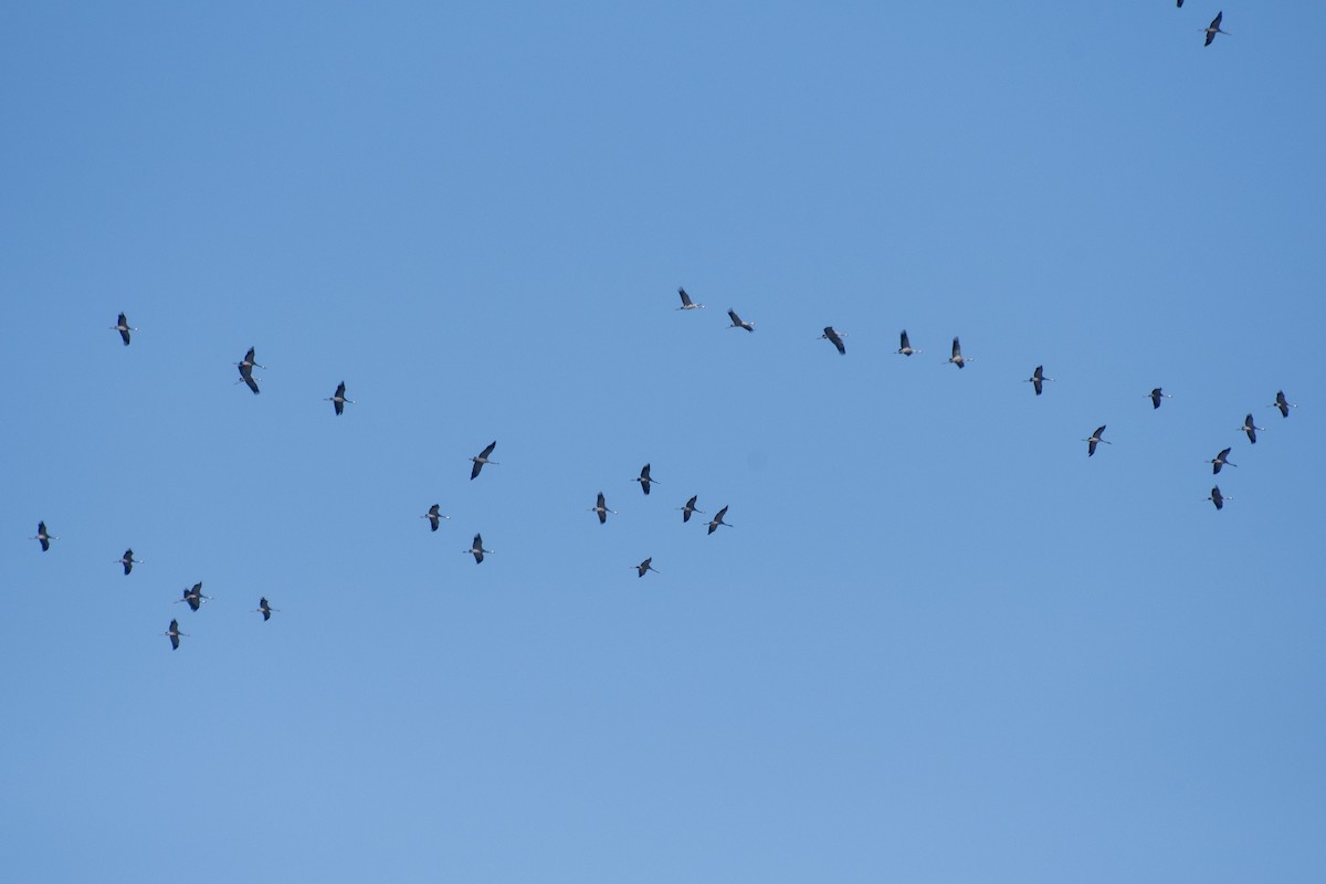 Хархираа тогоруу - ML282665511