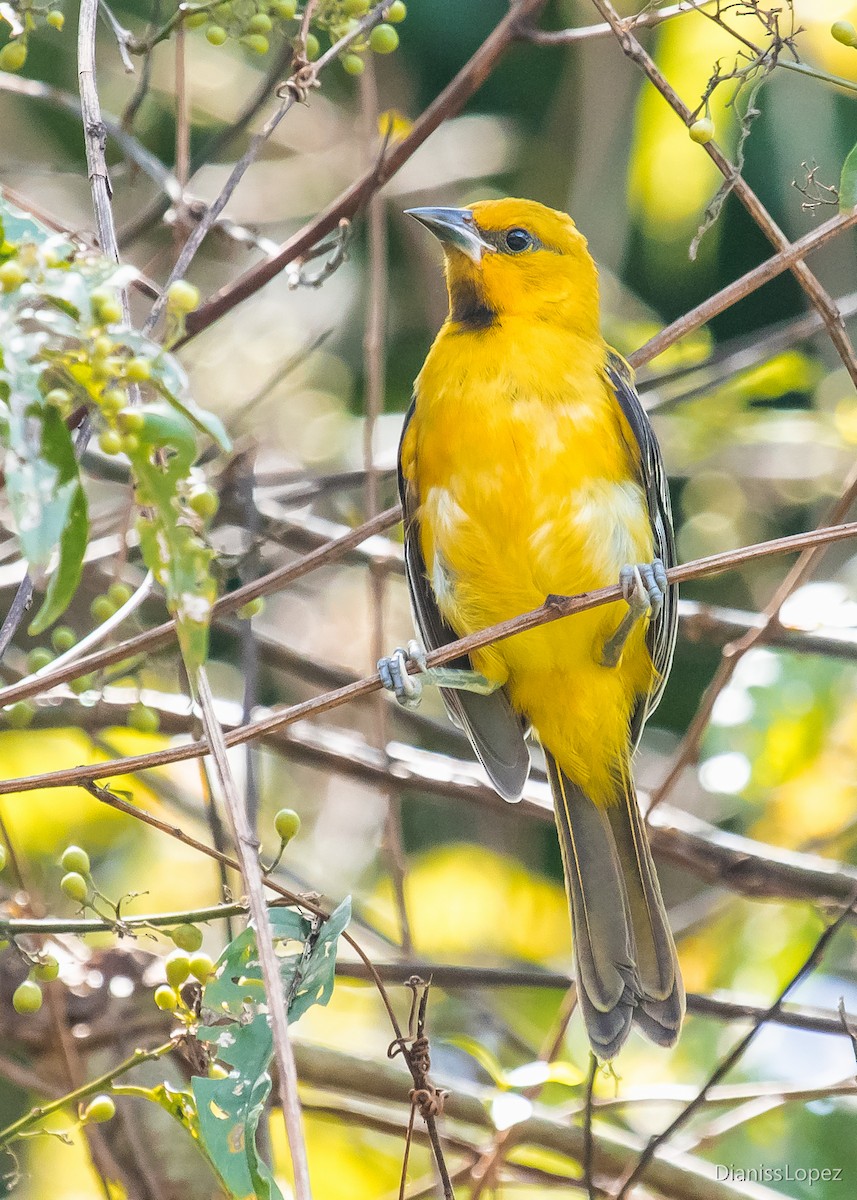 Yellow Oriole - ML282665721