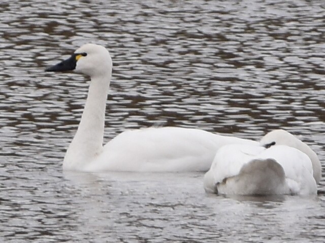 Tundra Swan - ML282667191