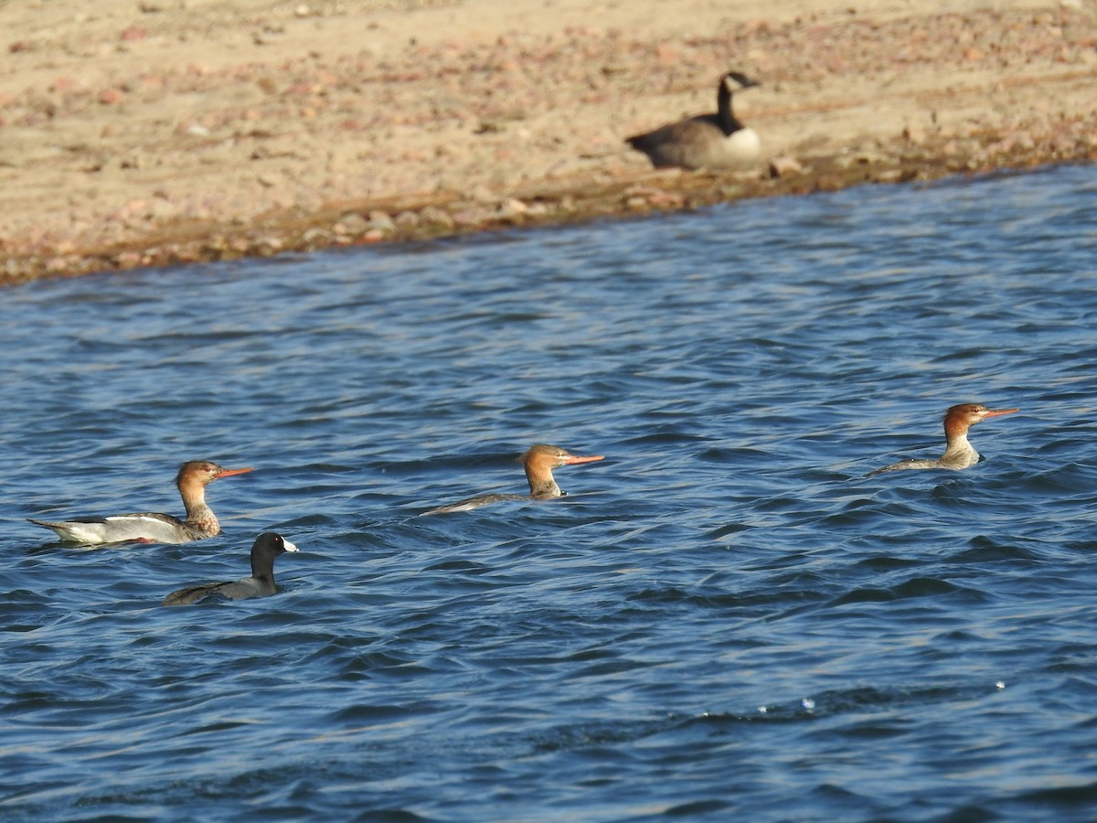 Red-breasted Merganser - Aidan Brubaker