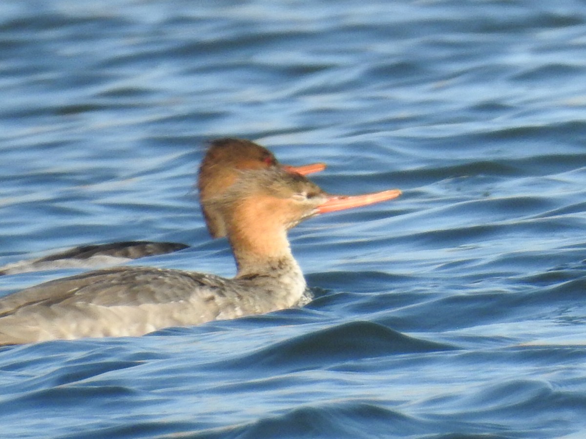 Red-breasted Merganser - Aidan Brubaker