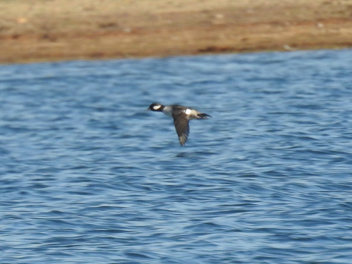 Bufflehead - ML282667481