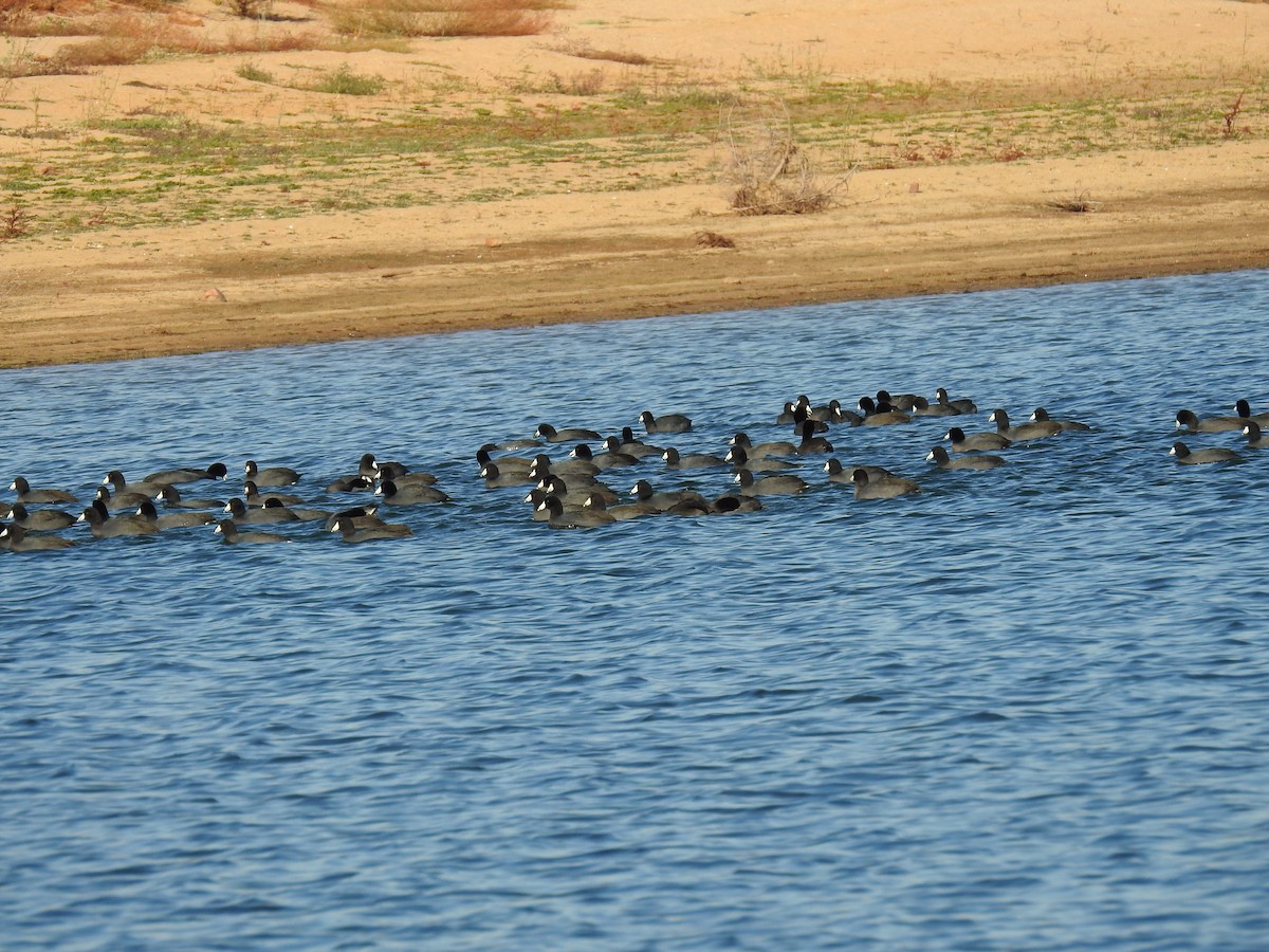 American Coot - ML282667621