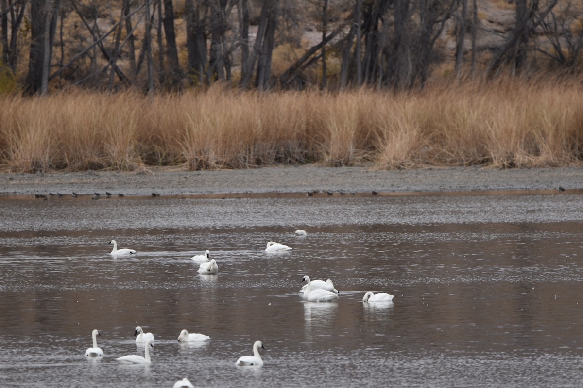 Tundra Swan - ML282667891