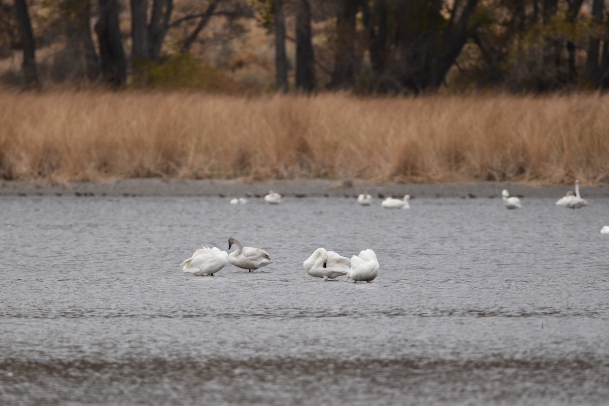 Tundra Swan - ML282668091