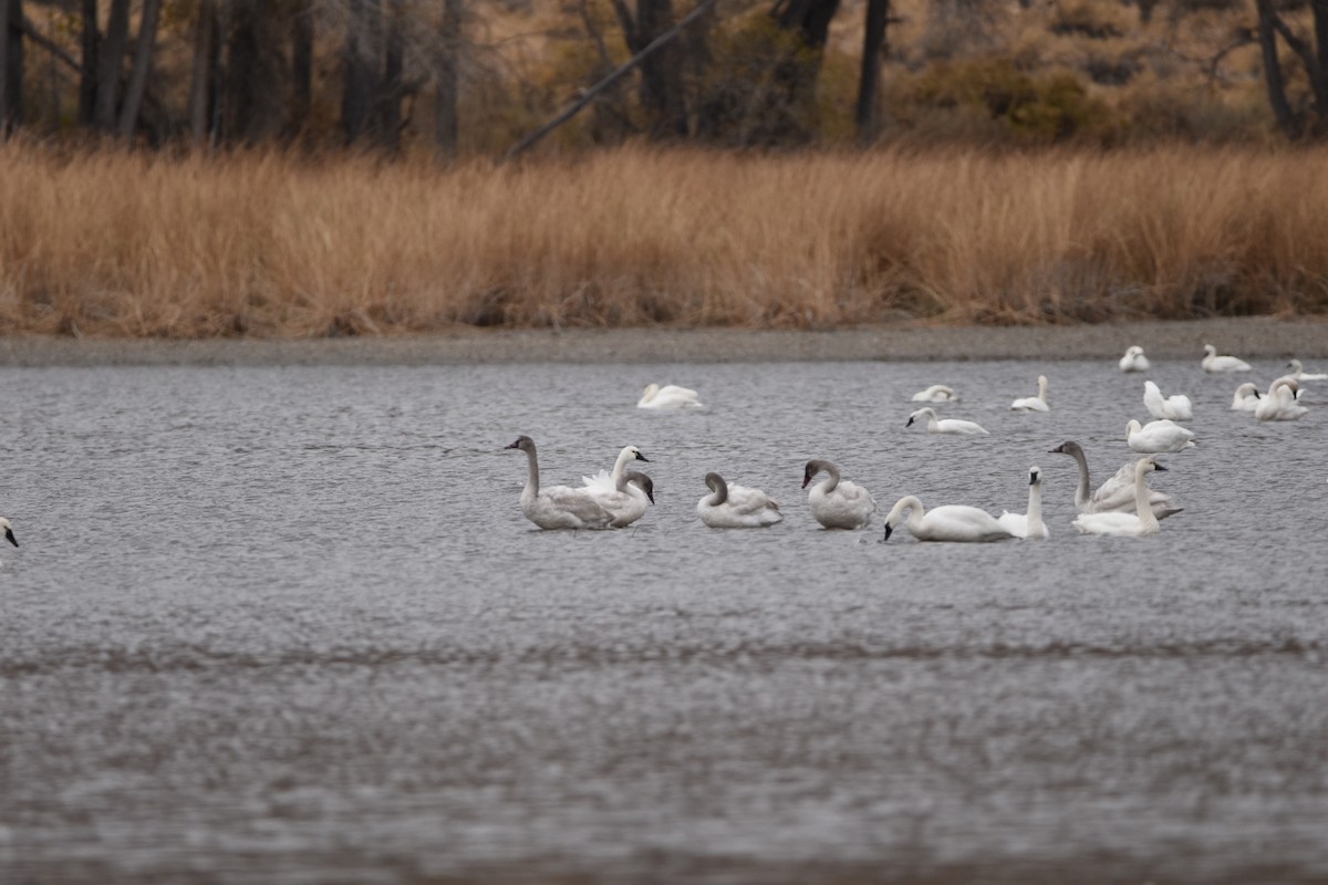 Tundra Swan - ML282668121