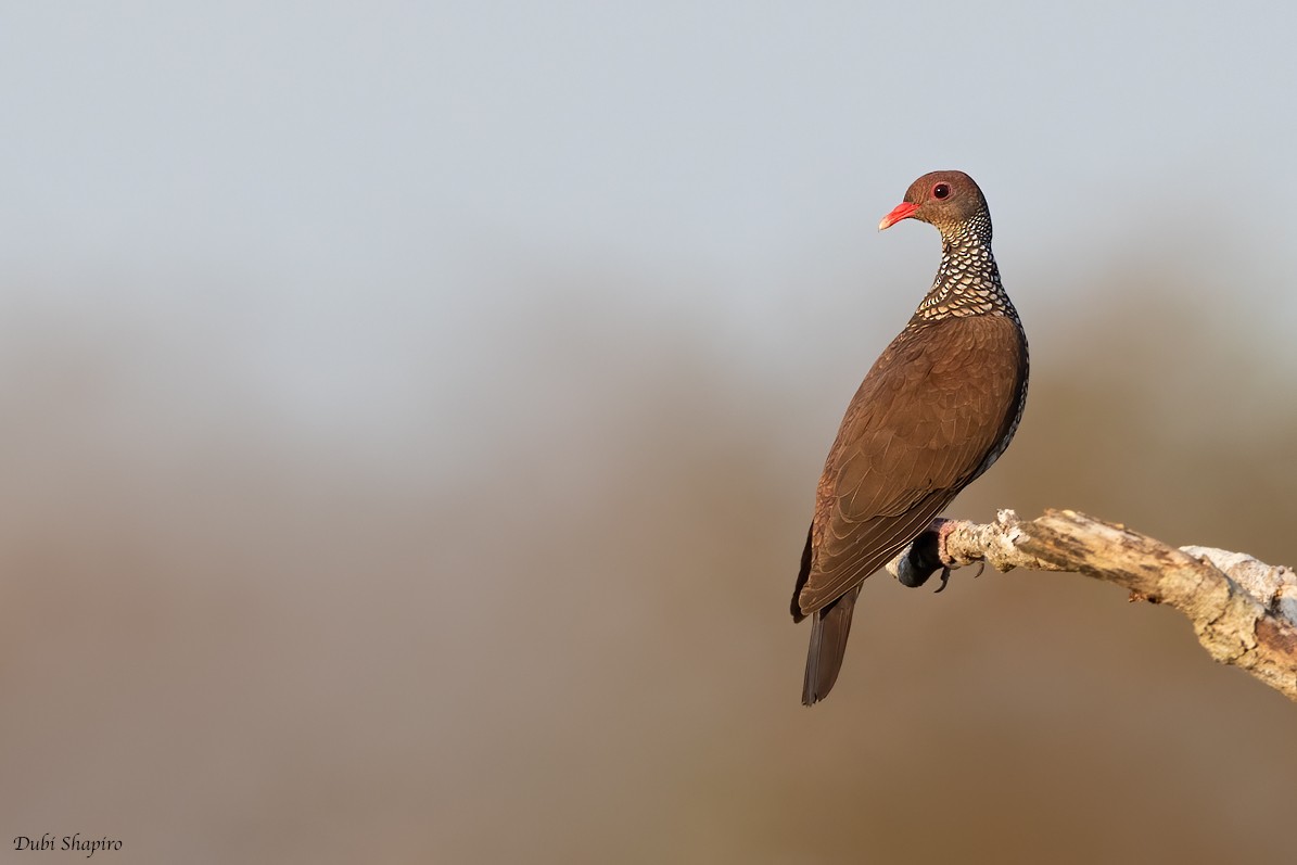 Scaled Pigeon - ML282672551