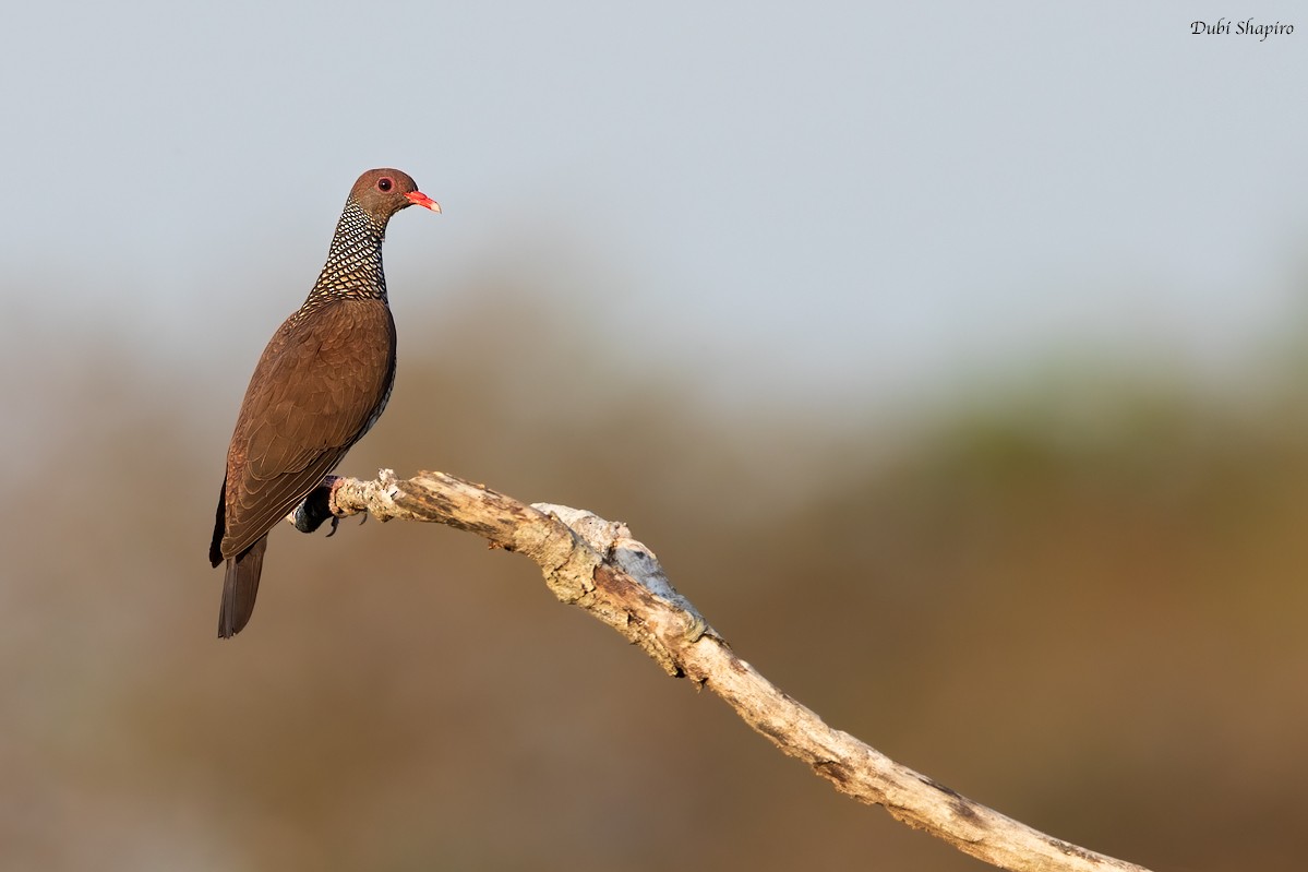 Scaled Pigeon - ML282672561