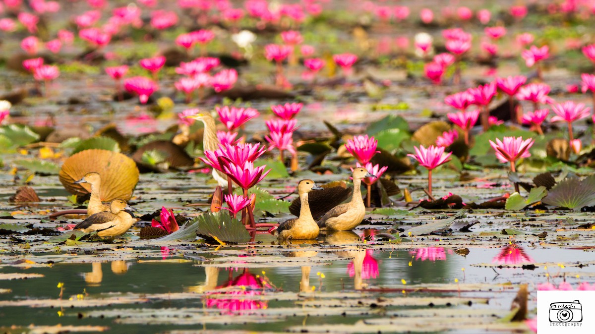 Lesser Whistling-Duck - ML282672721