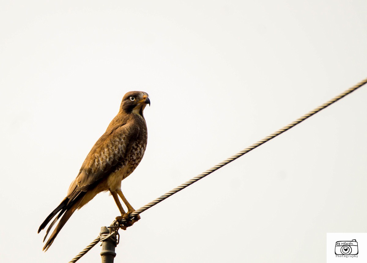 White-eyed Buzzard - Nilesh Shevgaonkar