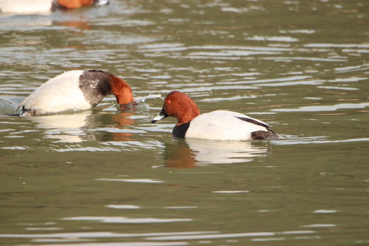 Common Pochard - ML282673801