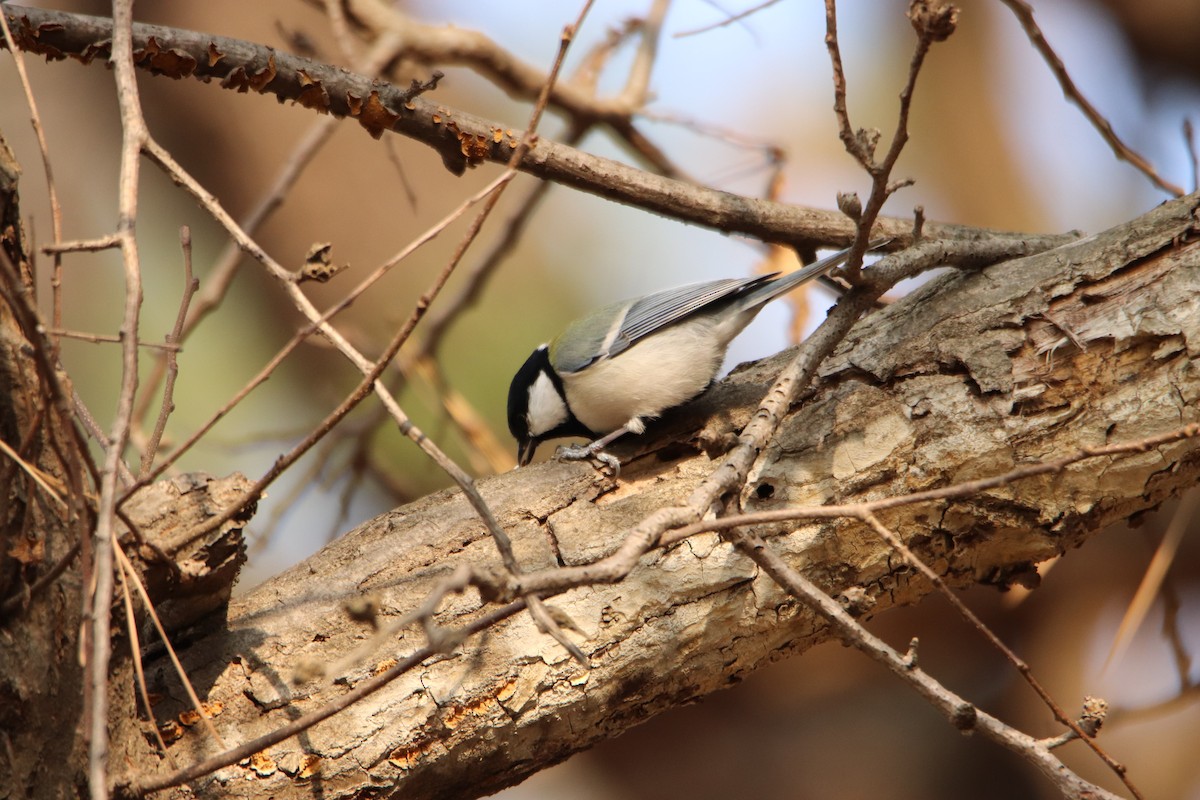 Japanese Tit - ML282673981