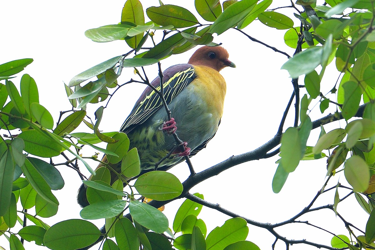 Cinnamon-headed Green-Pigeon - Choong YT