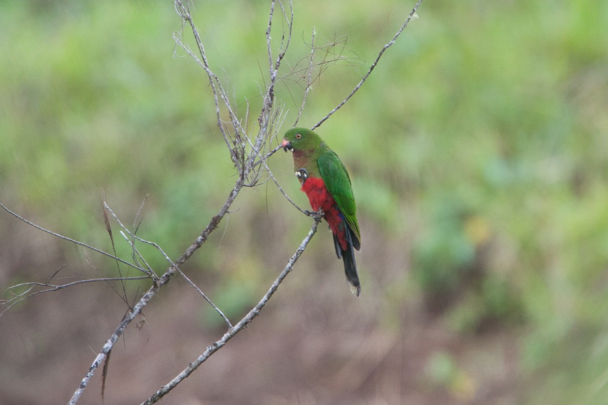 キガタキンショウジョウインコ - ML282678851