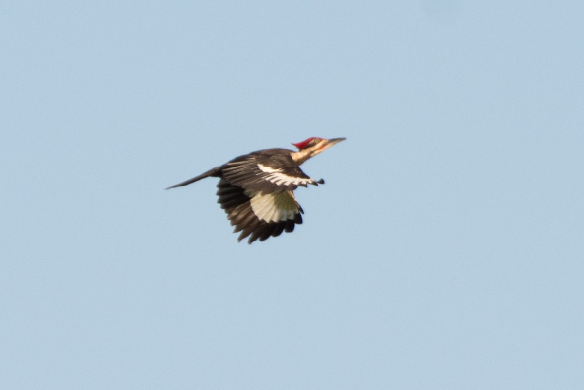 Pileated Woodpecker - Roger Shaw