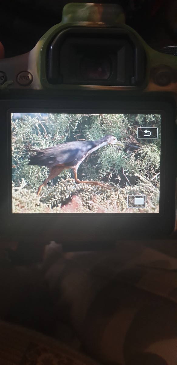 White-breasted Waterhen - ML282681771