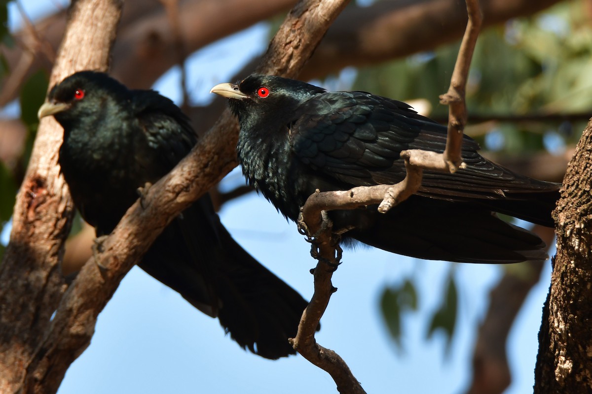 Pacific Koel - ML282684071