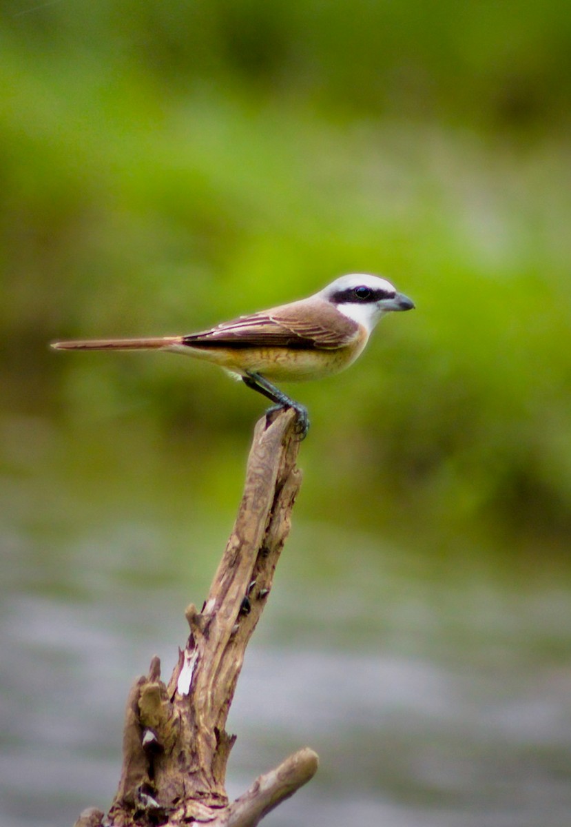 Brown Shrike - ML282684121