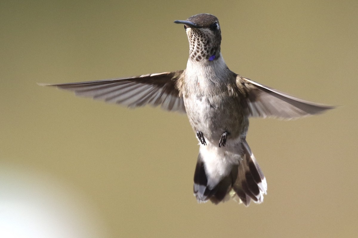 Black-chinned Hummingbird - ML282684451
