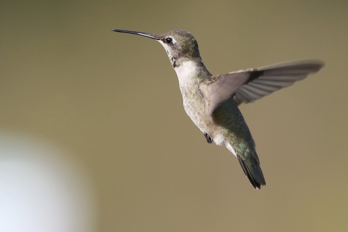 Black-chinned Hummingbird - ML282684461