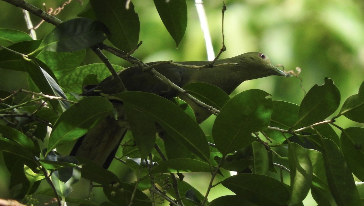 Pink-necked Green-Pigeon - ML282687871