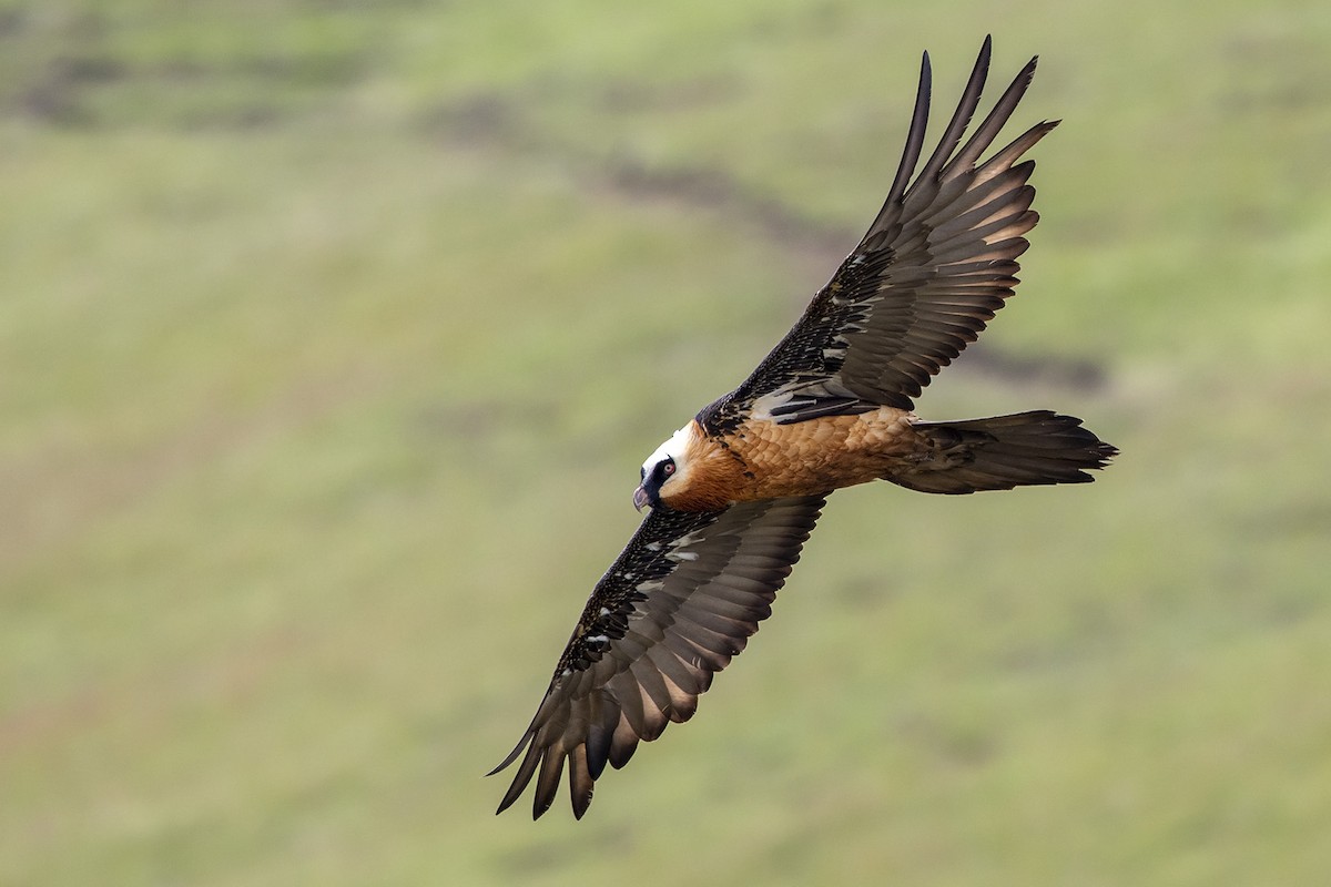 Bearded Vulture (African) - Niall D Perrins