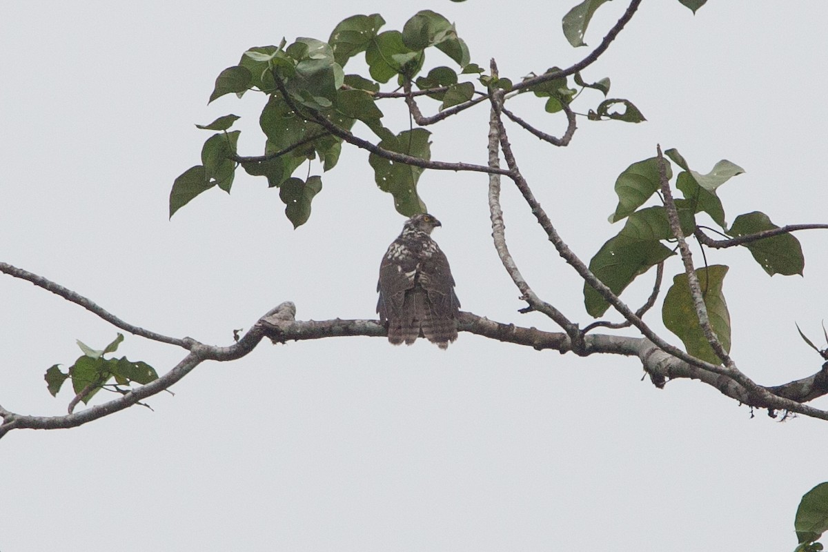 Meyer's Goshawk - ML282687991